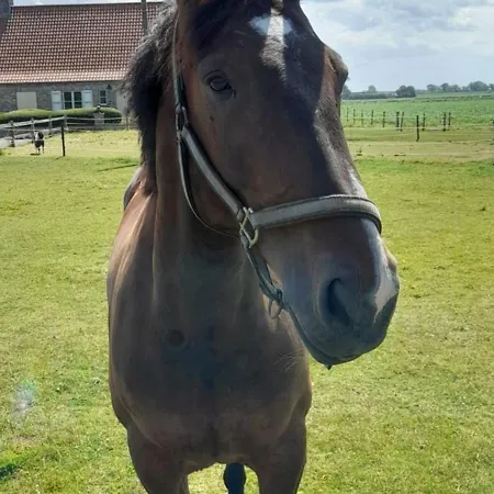 Holiday home De Blinker Knokke-Heist