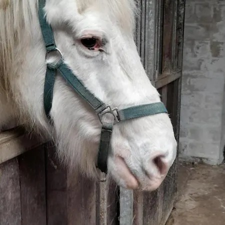 De Blinker * Knokke-Heist