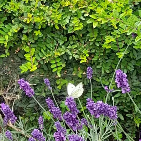 De Blinker Hébergement de vacances
