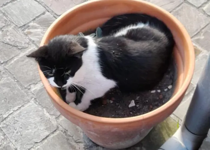 De Blinker Knokke-Heist