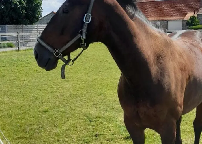 Feriehus De Blinker *