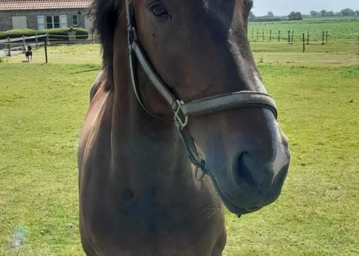 Holiday home De Blinker Knokke-Heist