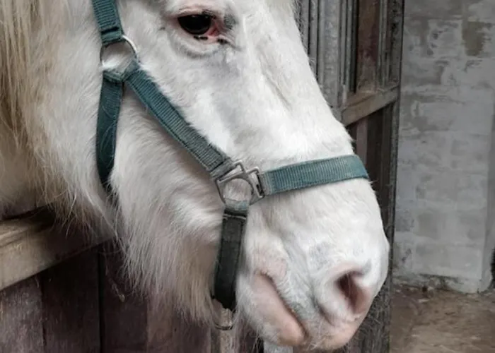 De Blinker * Knokke-Heist